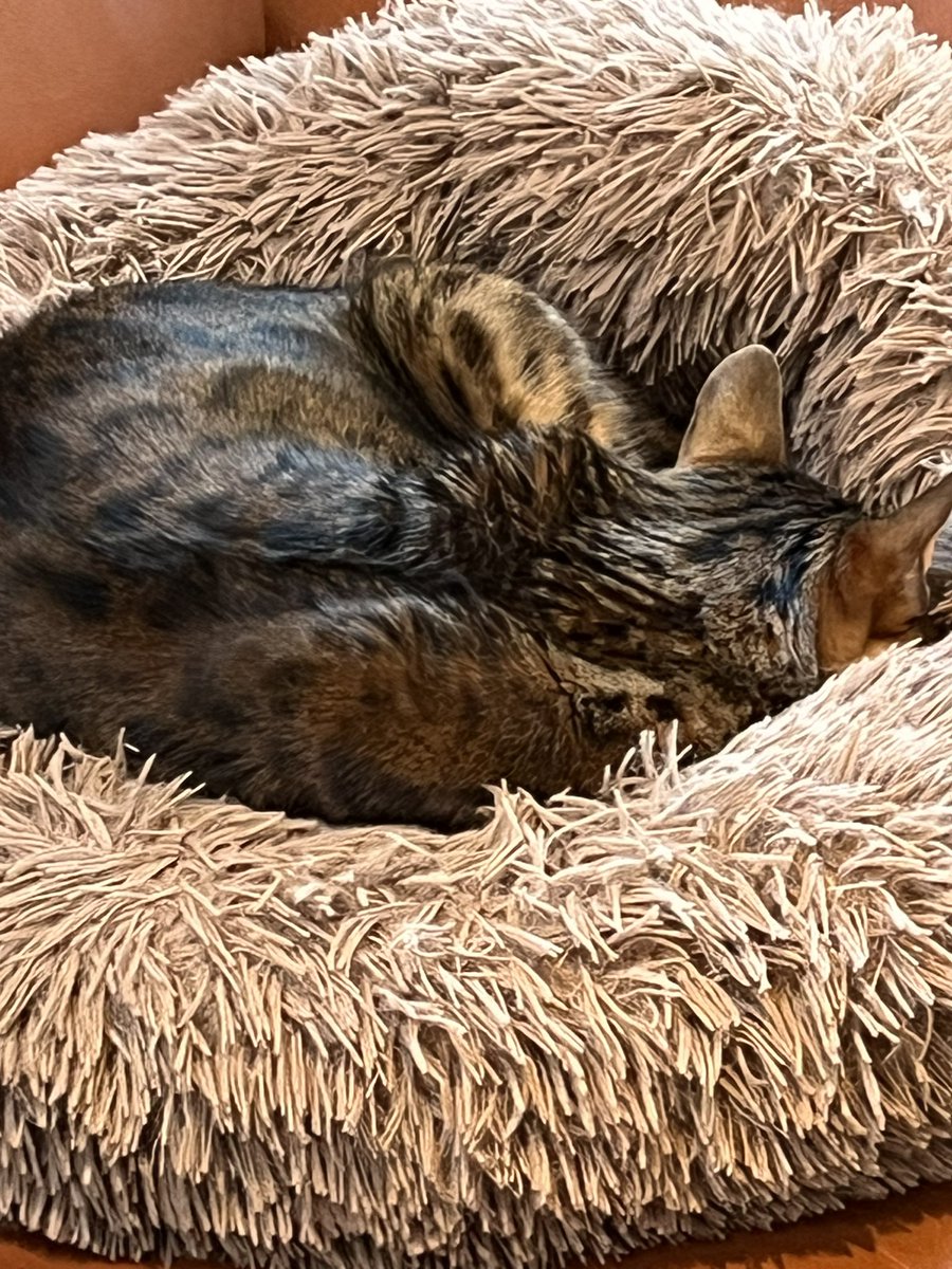 Someone’s snuggled down! #teambengal #donut #babyitscoldoutside ❤️👍🏻🥶💤