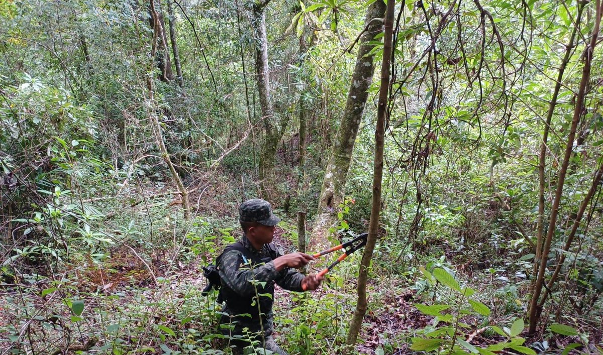 El <a href="/ICFHonduras/">ICF</a> mantiene lucha contra delitos ambientales para neutralizar actividades ilegales en la zona núcleo de la Reserva Biológica "Misoco", ubicada en el municipio de Guaimaca, Francisco Morazán.

Con el respaldo de la Procuraduría General de la República <a href="/PGRHonduras/">PGR Honduras</a> ,
