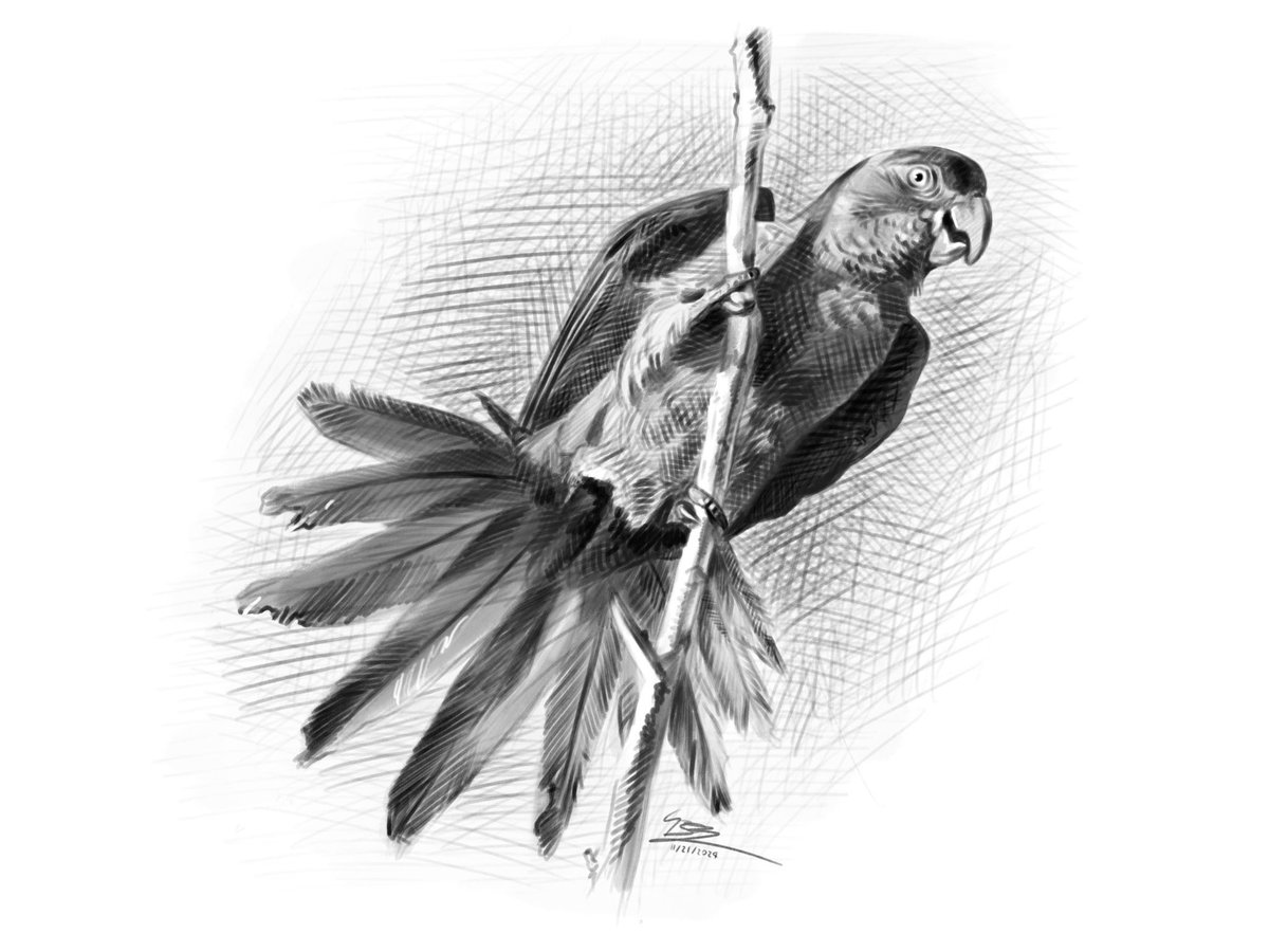 Bird Sketch of The Day: 
Ochre-Marked Parakeet