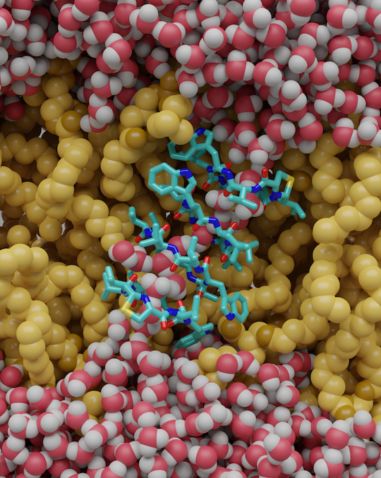 Very grateful for research funding granted by #DFG to study antimicrobial peptide Lugdunin's selectivity for gram-positive bacteria. Thrilled to continue collaboration with Steinem Lab, Göttingen. Insights could pave the way for new strategies against resistant infections.<a href="/UniFAU/">FAU Erlangen-Nbg</a>