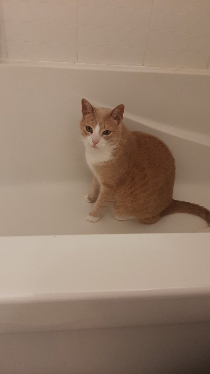 FinalFire64's tweet image. Elohim lookin kinda tubby