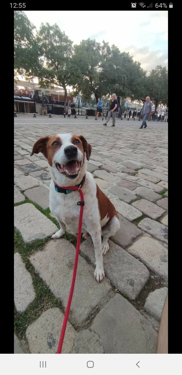 eugenia2068's tweet photo. Daryl,casi 8añitos,magnifico compañero para estar en familia,buenazo,cariñoso..un amor de perro.Adopta:@LASAnimal escribe:adopcion.lasanimal@gmail.com Está en Sevilla y puede viajar🥰🥰 https://t.co/YGFdTFrwHY