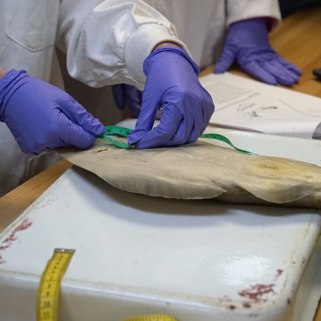 oceancensus's tweet photo. Studying sharks at the Species Discovery Workshop, held at @NRF_SAIAB in South Africa 🦈
Funded by the #OceanCensusAwards, shark and ray expert @lostsharksguy
had the opportunity not just to describe new species, but to pass on his expertise to early career scientists. https://t.co/GTqpZBns1w