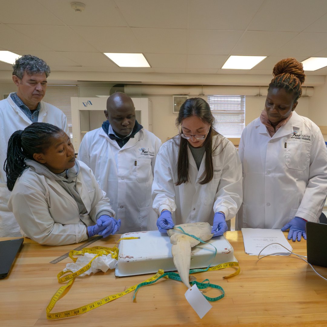 oceancensus's tweet photo. Studying sharks at the Species Discovery Workshop, held at @NRF_SAIAB in South Africa 🦈
Funded by the #OceanCensusAwards, shark and ray expert @lostsharksguy
had the opportunity not just to describe new species, but to pass on his expertise to early career scientists. https://t.co/GTqpZBns1w