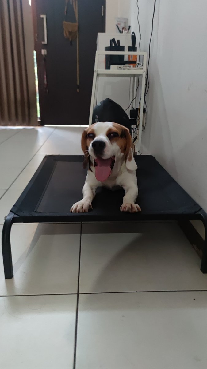 marmarpur's tweet photo. Halo, saya punya #Beagle jantan umur 2 tahun. Ingin mencari teman bermain Beagle yang berani gelut biar Beagle saya ga kuper.

Saya juga mencari Beagle betina yang ingin dikawinkan (ga minta anakannya) .

Ayuk play date yuk, domisili #beagle di #bandung #beaglebandung https://t.co/79ztjvCDG3