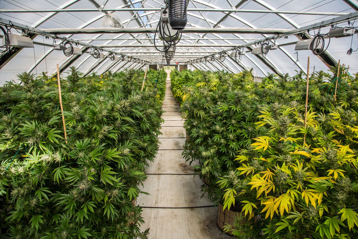 DNAGenetics's tweet image. Controlling temperature is key for cannabis growth. Keep it between 70-85°F during the day for optimal results. What are your go-to tips for controlling grow room climate? 🌡️ #GrowingTips #CannabisCultivation