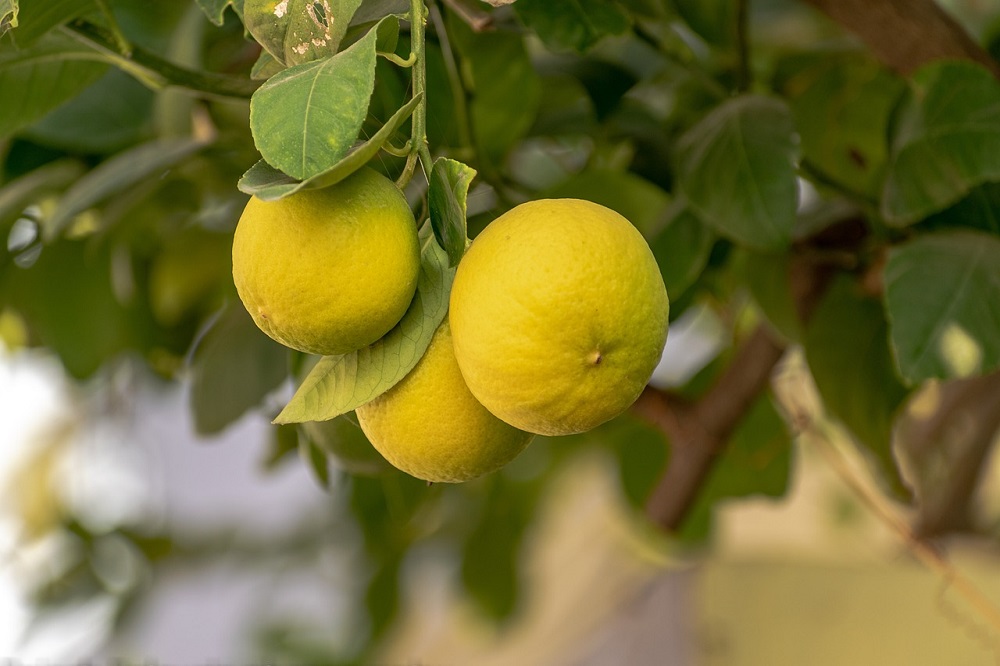 ItalAgro's tweet photo. Oggi parliamo delle piante da frutto più adatte per una coltivazione in vaso sul terrazzo. Scopri come sceglierle in base alle temperature, l’esposizione solare e il clima!
https://t.co/KmWqNIfLav https://t.co/TXx2xHDV7n