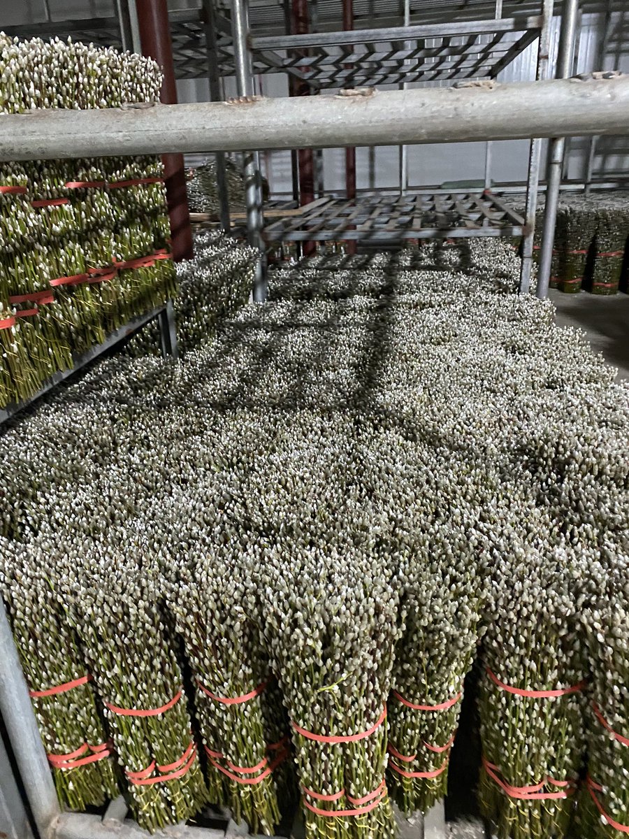 More and more stems are waiting for loading
#sendflowers
#arteogreen #pussywillow #holidaydecor #flowerlovers
#flowerboxes