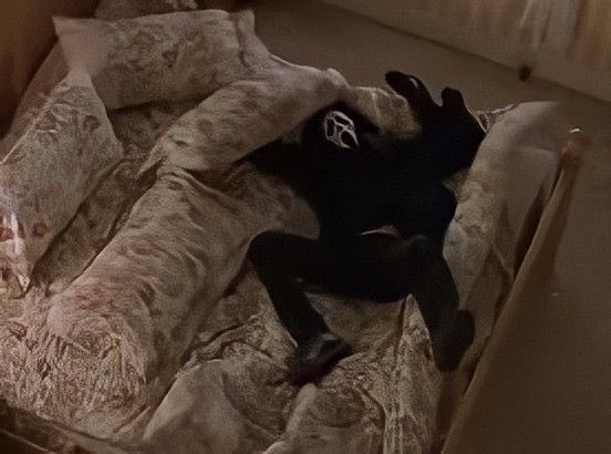 Ghostface tweet media