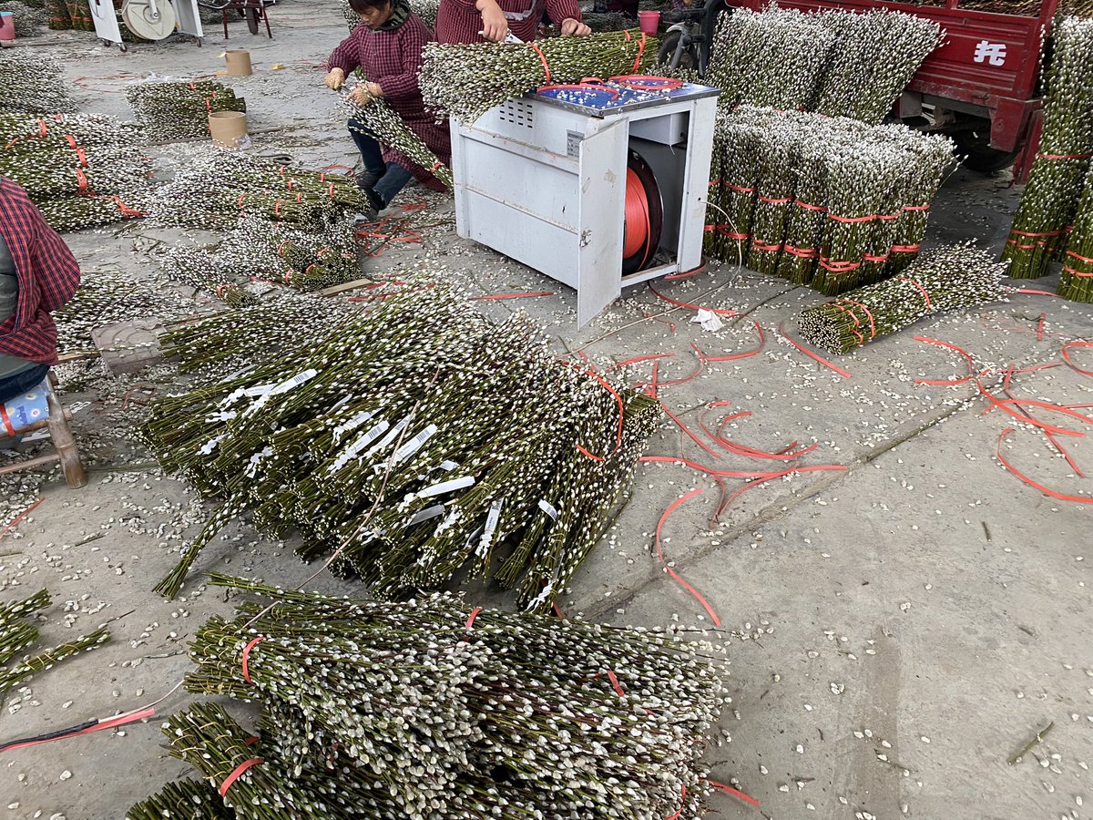 #pussywillow #willowflowers #salix #salixbranches #salixflowers
#flowerarrangements #flowerpackaging #flowerboxes #flowerpack #freshflower #freshflowerbouquet
#freshflowercake
#pussywillowjakarta #willowtree #flowerfarm #flowerfarmer #flowerfarming #flowermaking