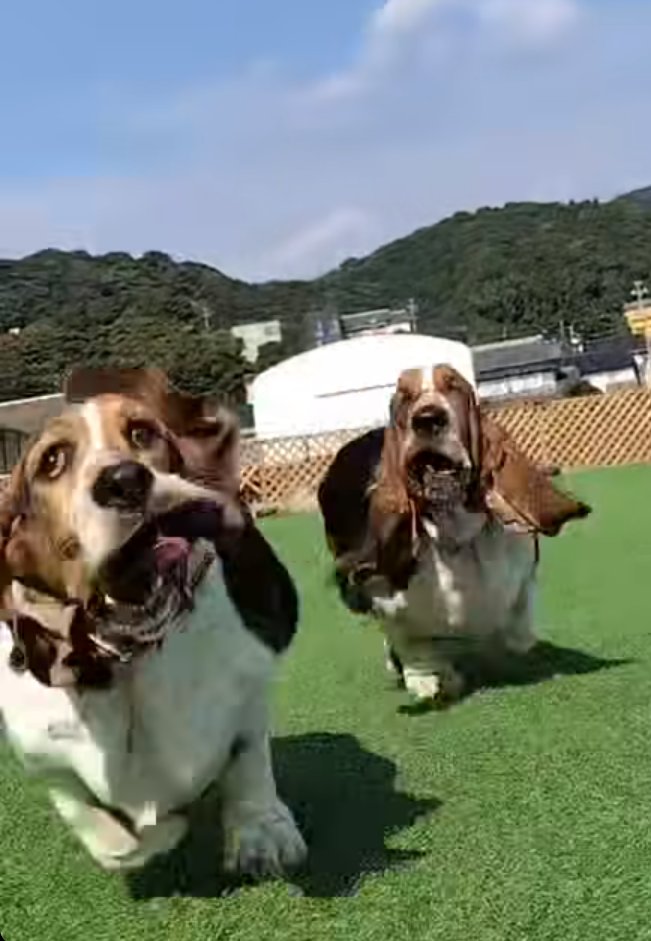 basset_oden's tweet photo. 女子なのに写真うつり悪すぎて可哀想 https://t.co/CLJhueIwbX