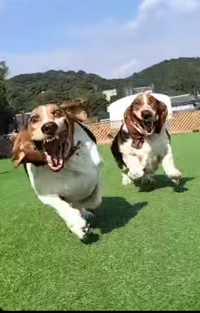 basset_oden's tweet photo. 女子なのに写真うつり悪すぎて可哀想 https://t.co/CLJhueIwbX