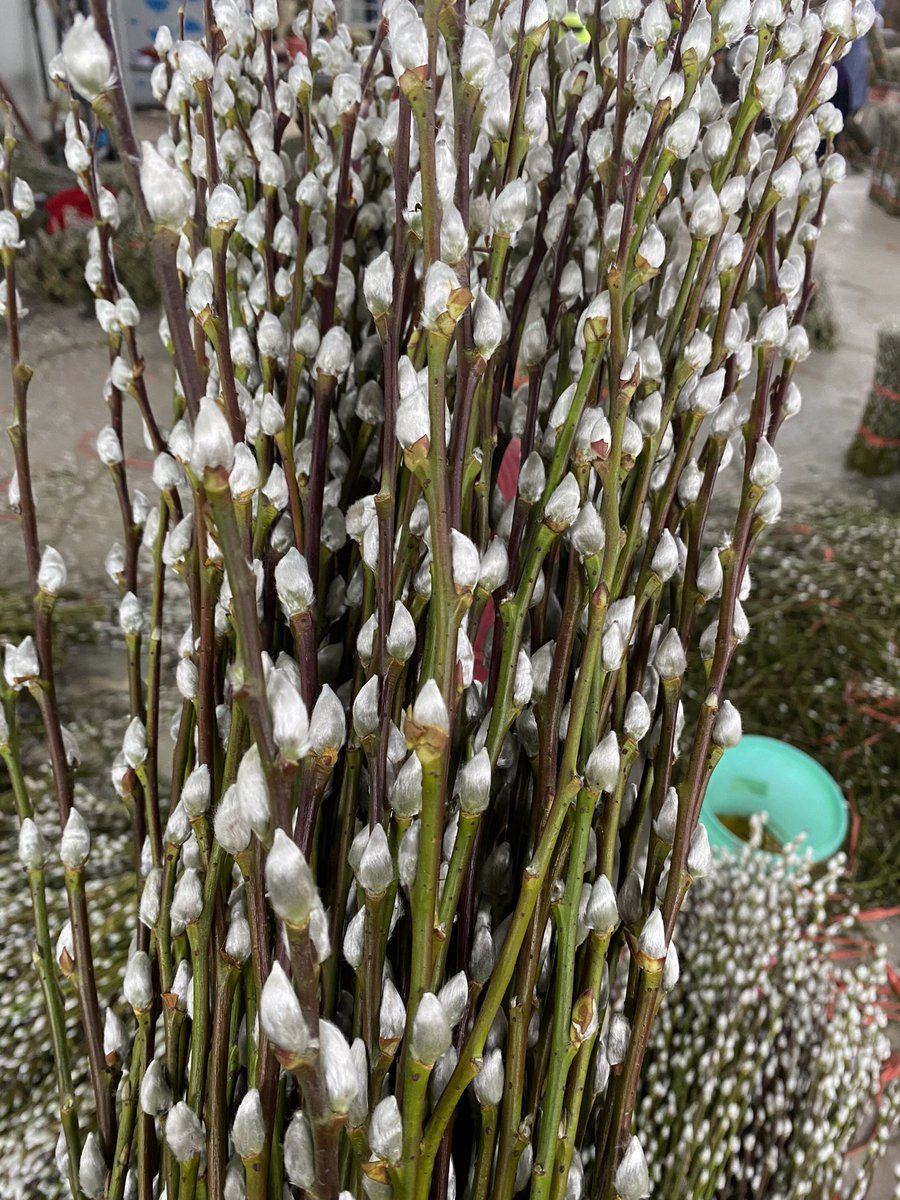 Get in touch with us now arteo@arteogreen.com you'll have your first bundle of flowers
Pussy Willow stems are the best items to decorate your home / Holiday for a whole year.
#homedecoration #holidaydecorating #pussywillow
#decor #decoração #decoracion
#flowerdeco
#freshair