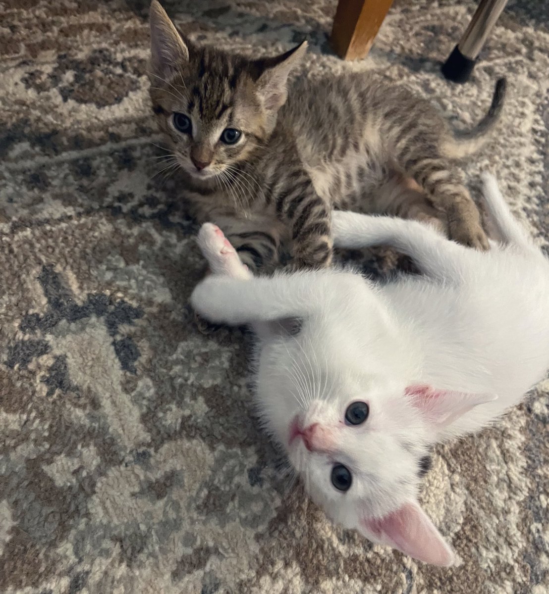 Foster_Fluff's tweet image. Mid-wrestle posing. #Eddie #Spud #kittens #CatsOfTwitter