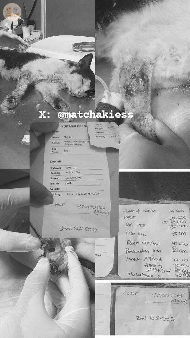 kochengfs's tweet photo. TW LUKA TERBUKA, Kaka2 aku izin open donasi utk kcg ku yg kondisinya abses &amp; diare. sdh ku bwa ke vet &amp; dirawat inap tapi skrng khabisan dana (ak ms pelajar) thread nya aku reply dibawah ini ya kcg! *titipan https://t.co/gRGpa9ox50