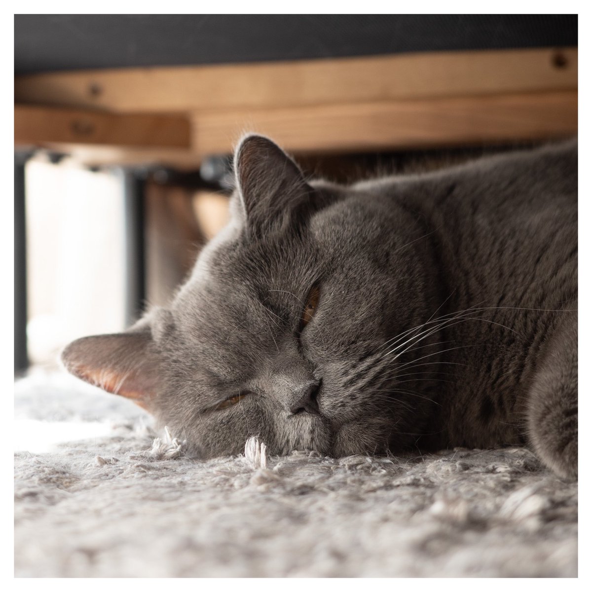 yoshidacamp's tweet image. 本日はソファの下が大人気のようでした。

#canoneosr