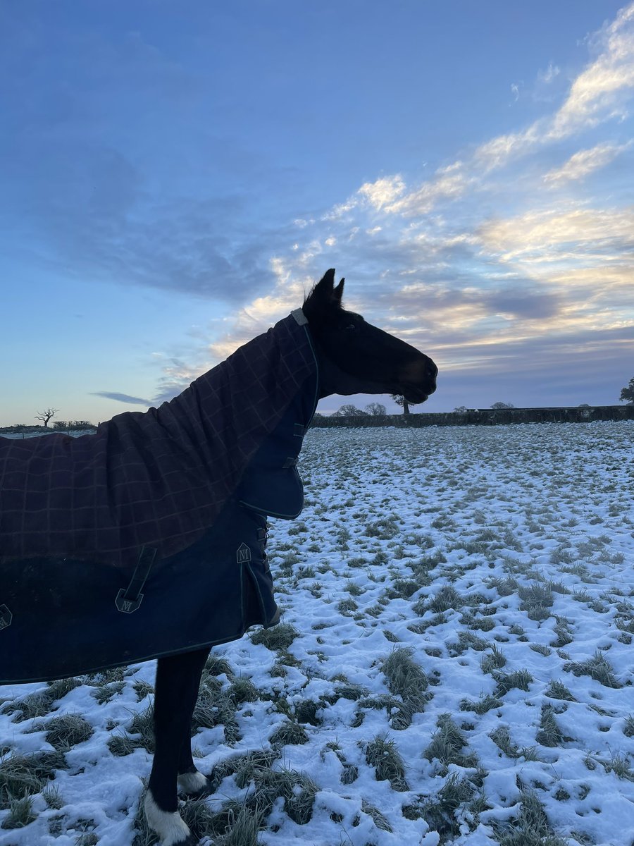 SJackaman's tweet photo. Happy horses this morning ❄️ they love a roll in the snow ❄️ #countrylife #wrappedupwarm https://t.co/TatLm5f7TB