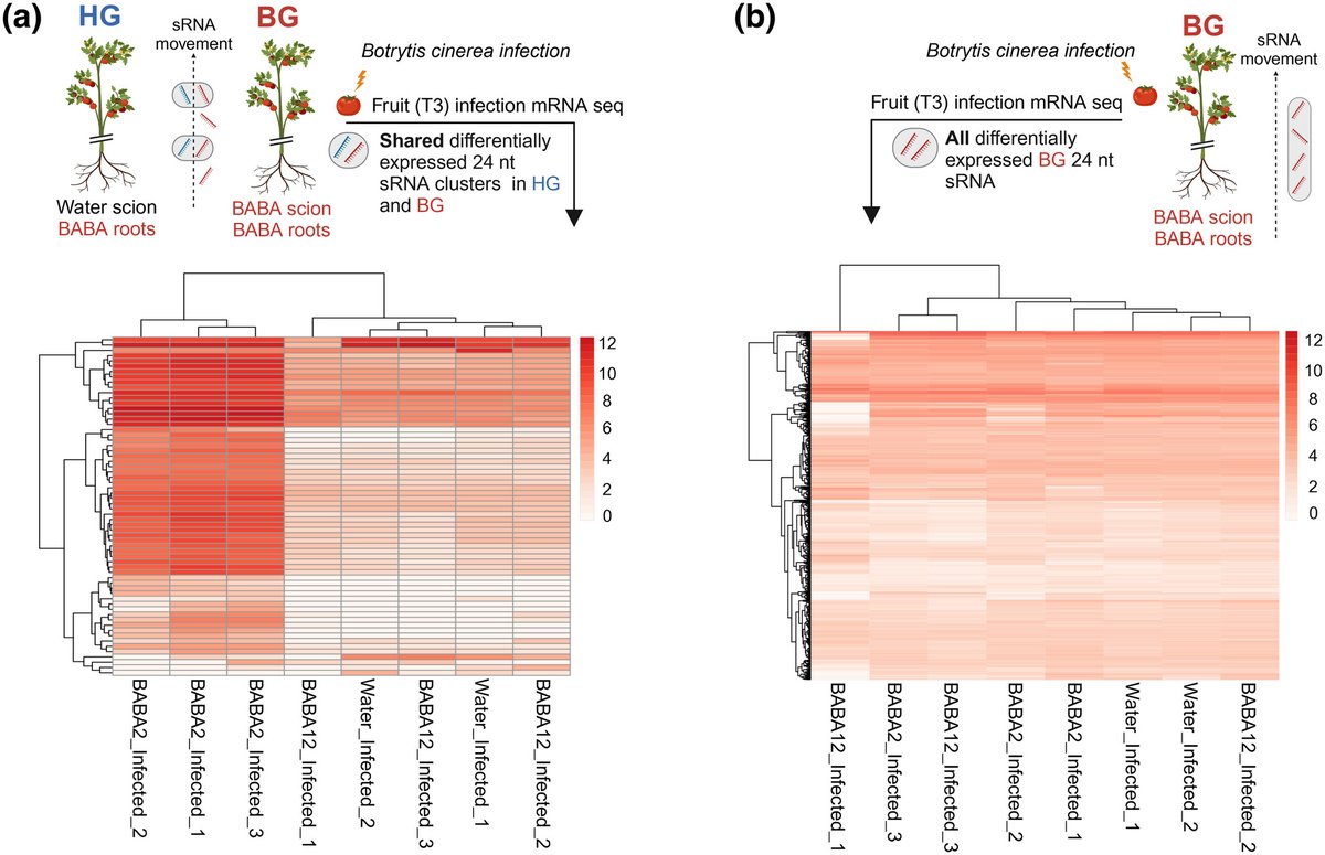 New Phytologist (@newphyt) on Twitter photo Induced resistance to protect tomato fruit from grey mould
Stevens et al. <a href="/ELunaDiez/">Dr Estrella Luna-Diez</a> @Stevens__Kate <a href="/CatmaCator/">Marco Catoni</a>
📖 nph.onlinelibrary.wiley.com/doi/10.1111/np… Induced resistance to protect tomato fruit from grey mould
Stevens et al. <a href="/ELunaDiez/">Dr Estrella Luna-Diez</a> @Stevens__Kate <a href="/CatmaCator/">Marco Catoni</a>
📖 nph.onlinelibrary.wiley.com/doi/10.1111/np…