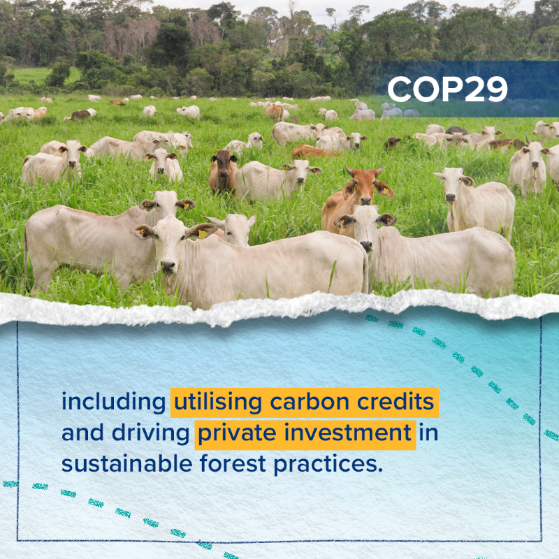 energygovuk's tweet photo. Thriving forests are essential to limit global warming to 1.5°C. 

1.6 billion people also depend on forests for their livelihoods 🌳 That's why we've announced £239m to help protect and restore forests – supporting people and the planet. 

#UKatCOP29 

More 👉