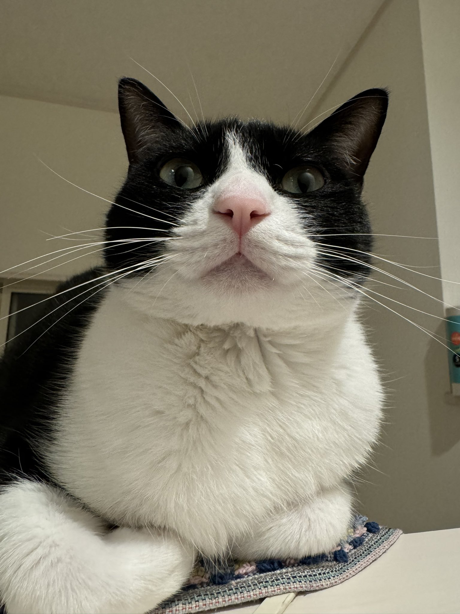 猫アレルギー - Search / X