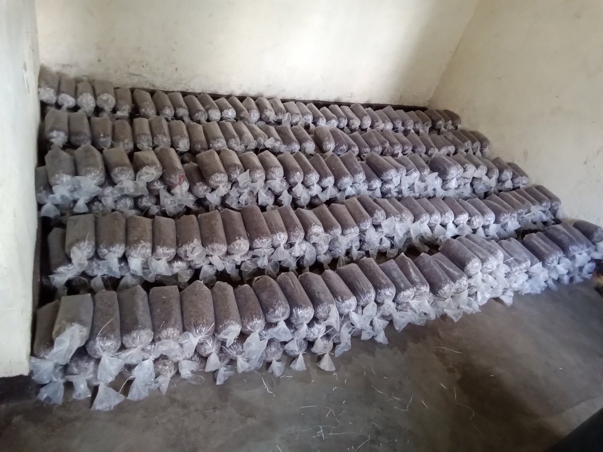 Yefemerwandaltd's tweet photo. 🚀 Did you know? At Yefeme Rwanda Ltd, we’re taking spawn production to the next level with our Incubation Room! 🥚🔥 Controlled conditions for optimal growth mean faster, healthier spawns, and higher yields. 📈 #InnovationInAction #SpawnProduction #YefemeRwanda https://t.co/eBFZKEzjpk
