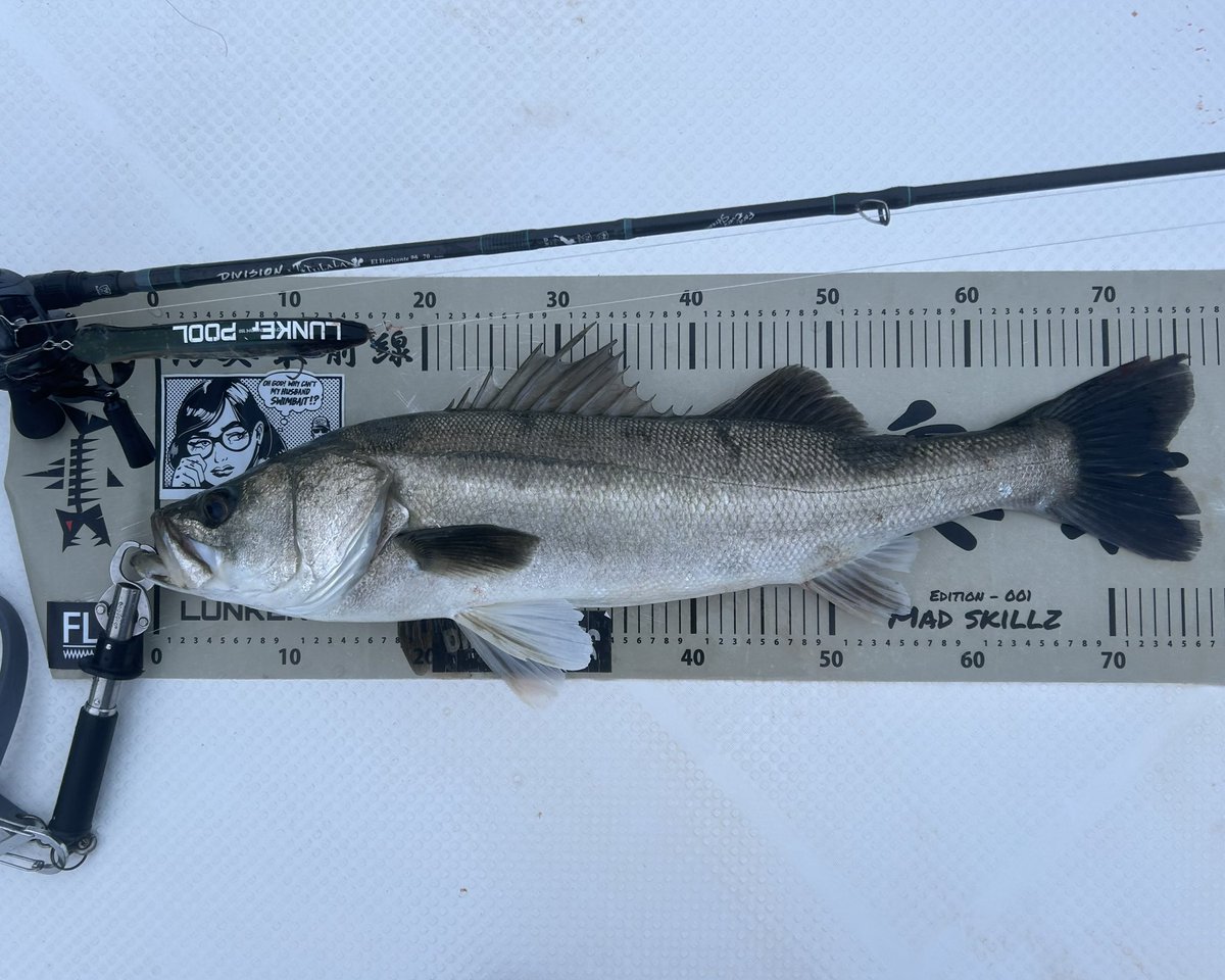 yuton_0727ii's tweet image. KB5でダウズジャーク極めてきた🥋

#KB5
#湾奥最前線
#lunkerpool