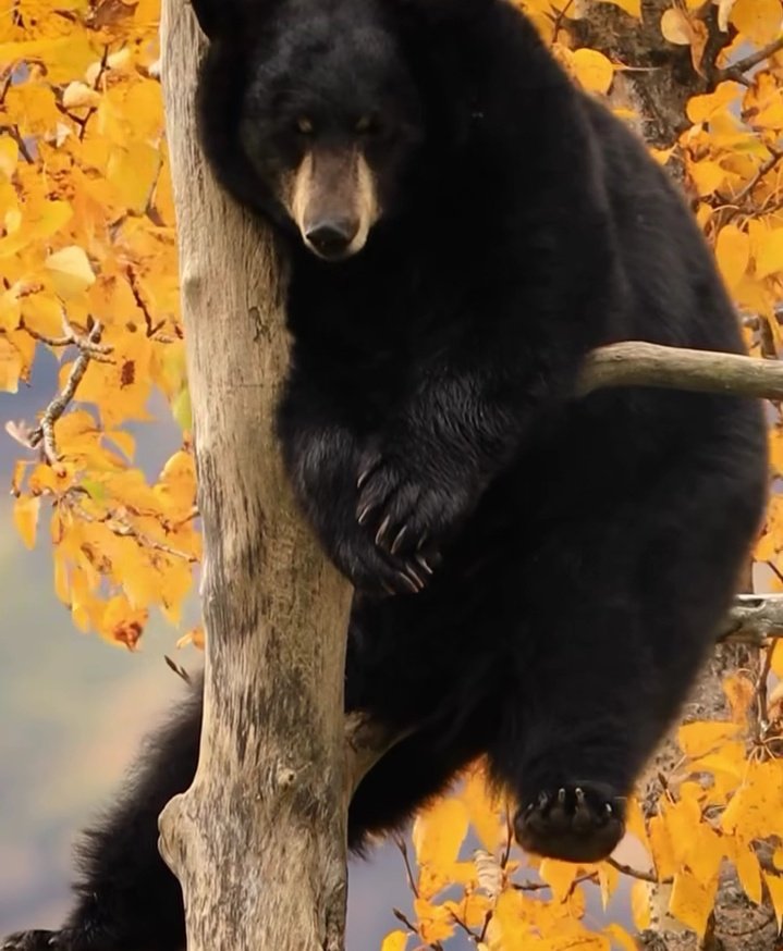 bear coded