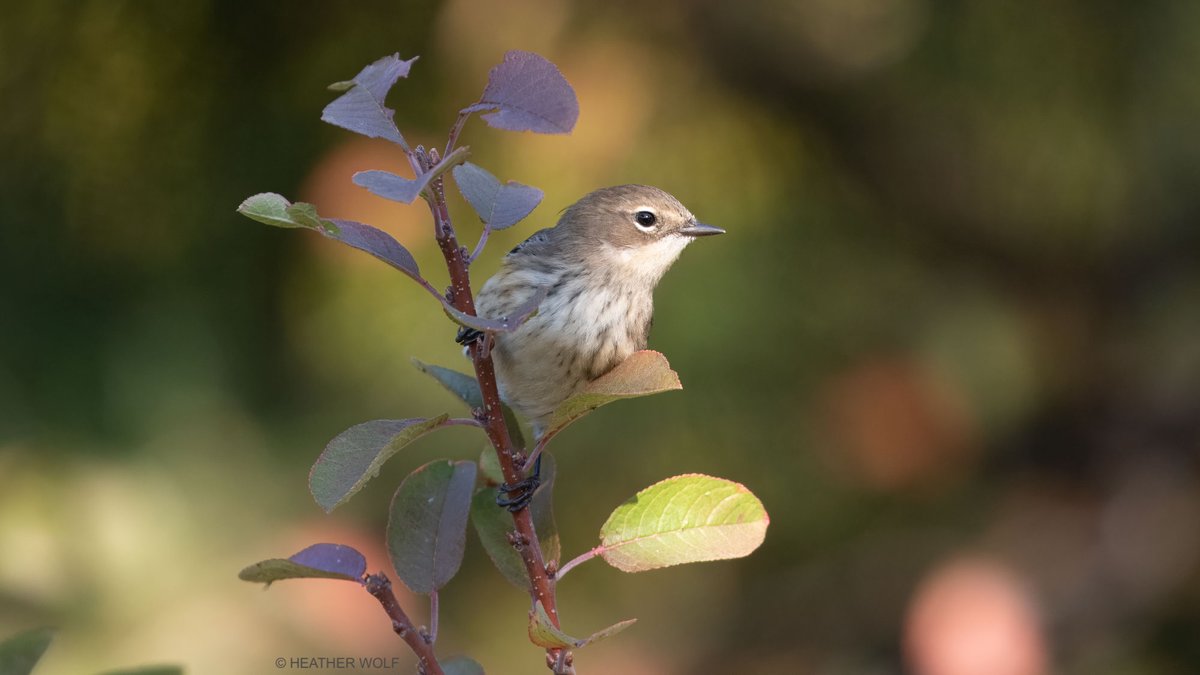 Heather Wolf tweet media