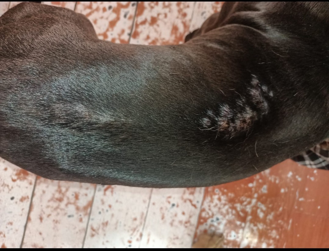 PoderAG_MH's tweet photo. Amigos por favor pido de su enorme ayuda por favor tengo 4 perritos con tos que no he llevado al vet y una con hongo en su lomo no he podido comprar los medicamentos no puedo salir sola con todos los gastos de favor ayúdenme a seguir cuidando de ellos y que estén bien https://t.co/NmWHZFpsii