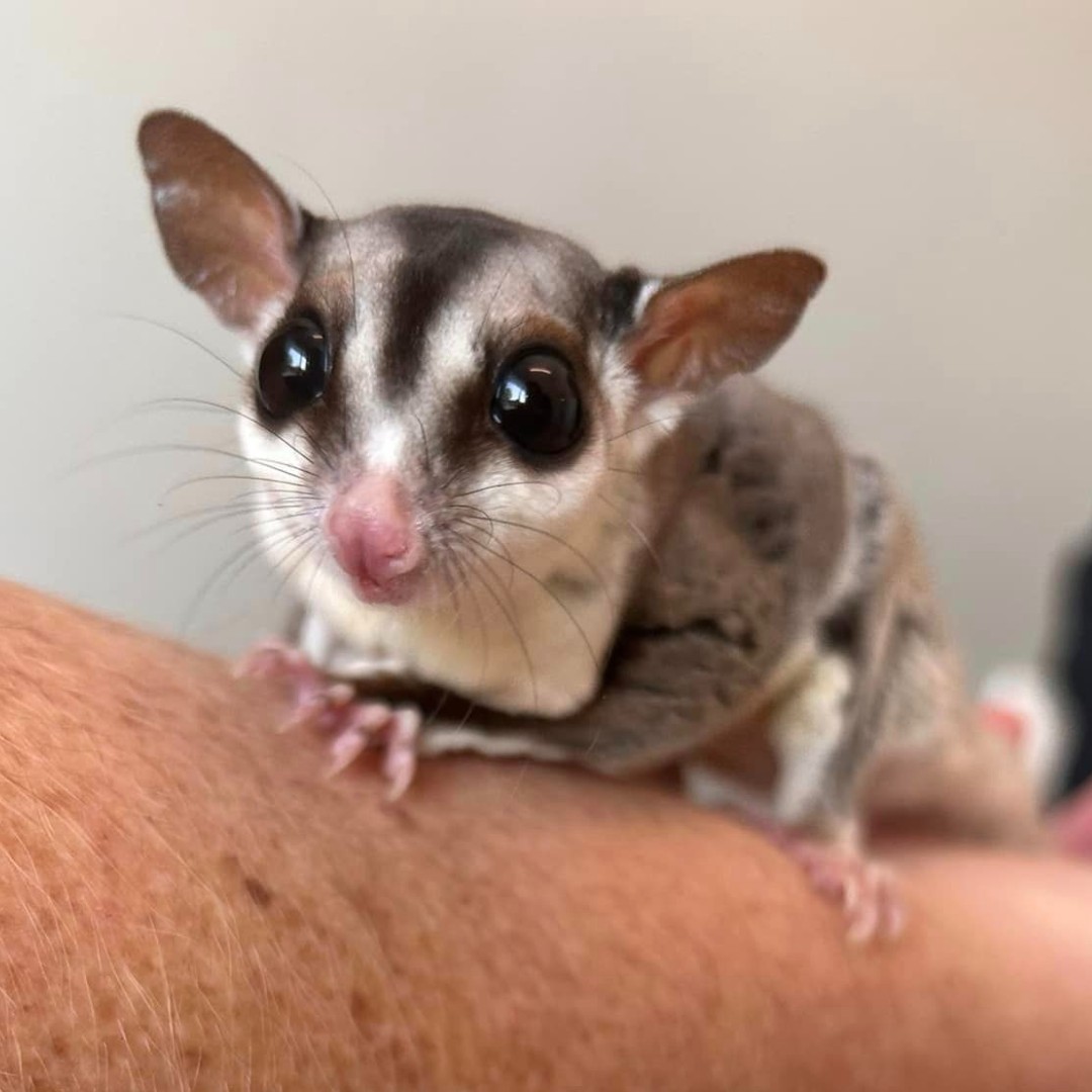 VEGERforpets's tweet image. Asuna the sugar glider came in with upper respiratory issues and was diagnosed with a big cold.🤧 After some much needed meds and cuddles, she&apos;s back to her gliding adventures! Did you know these little babies could catch such big colds? 😮 #vegolution #pethospital #sugarglider