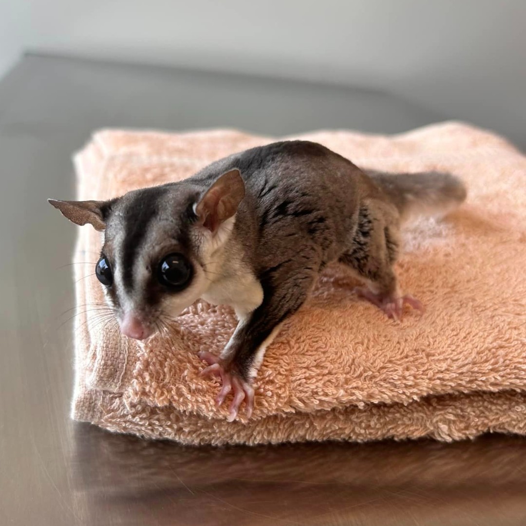 VEGERforpets's tweet image. Asuna the sugar glider came in with upper respiratory issues and was diagnosed with a big cold.🤧 After some much needed meds and cuddles, she&apos;s back to her gliding adventures! Did you know these little babies could catch such big colds? 😮 #vegolution #pethospital #sugarglider