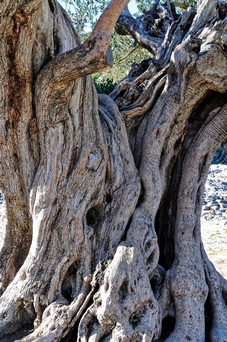 Vendéen tweet media