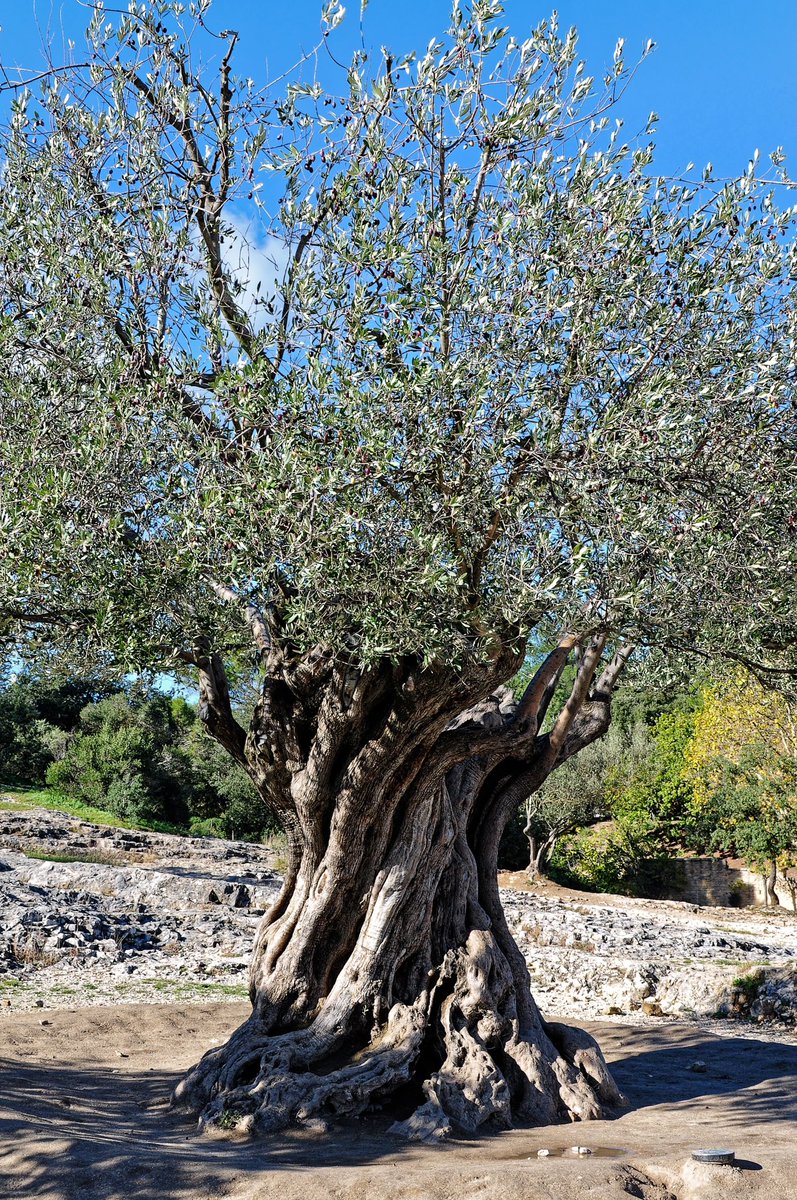 Vendéen tweet media