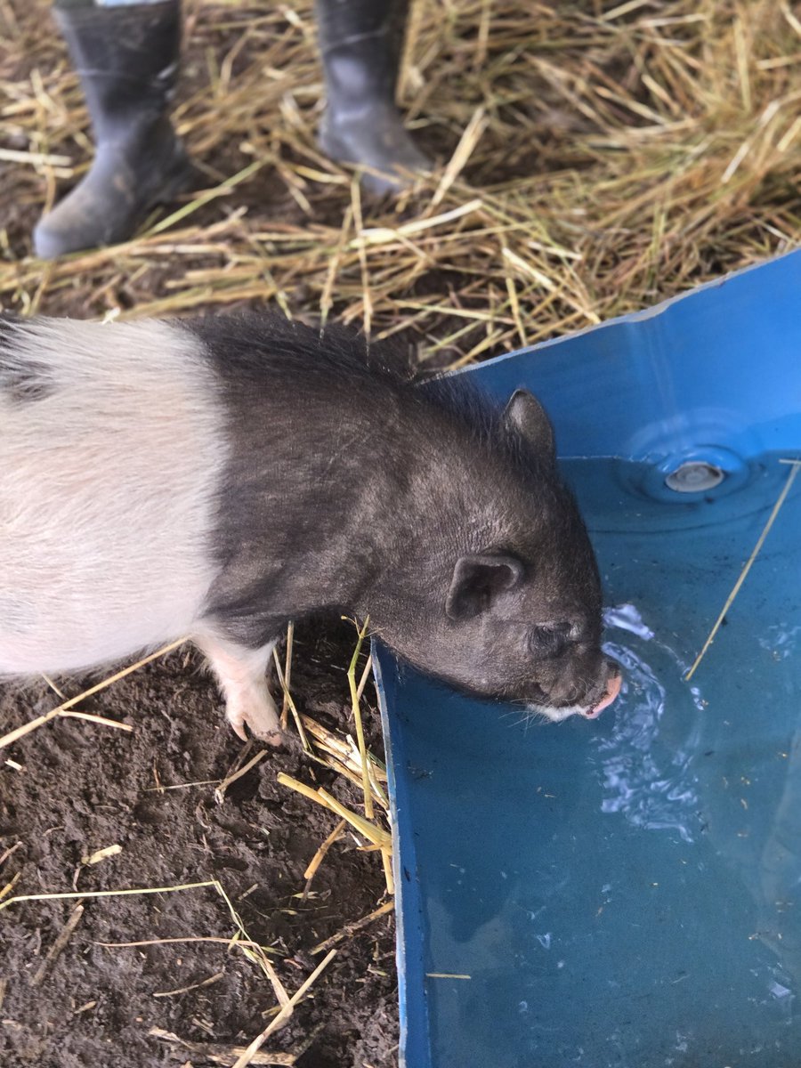 FundacionToby's tweet photo. Un día eres una niña soñando con rescatar animales y al día siguiente abrazas a tus cerditos junto a tu mejor amiga 🧡

Nunca imagine que yo podría tener una granja, es uno de los sueños más grandes de mi vida que se ha hecho realidad.

Es un honor ser parte de la familia de cada uno de ellos 🧡