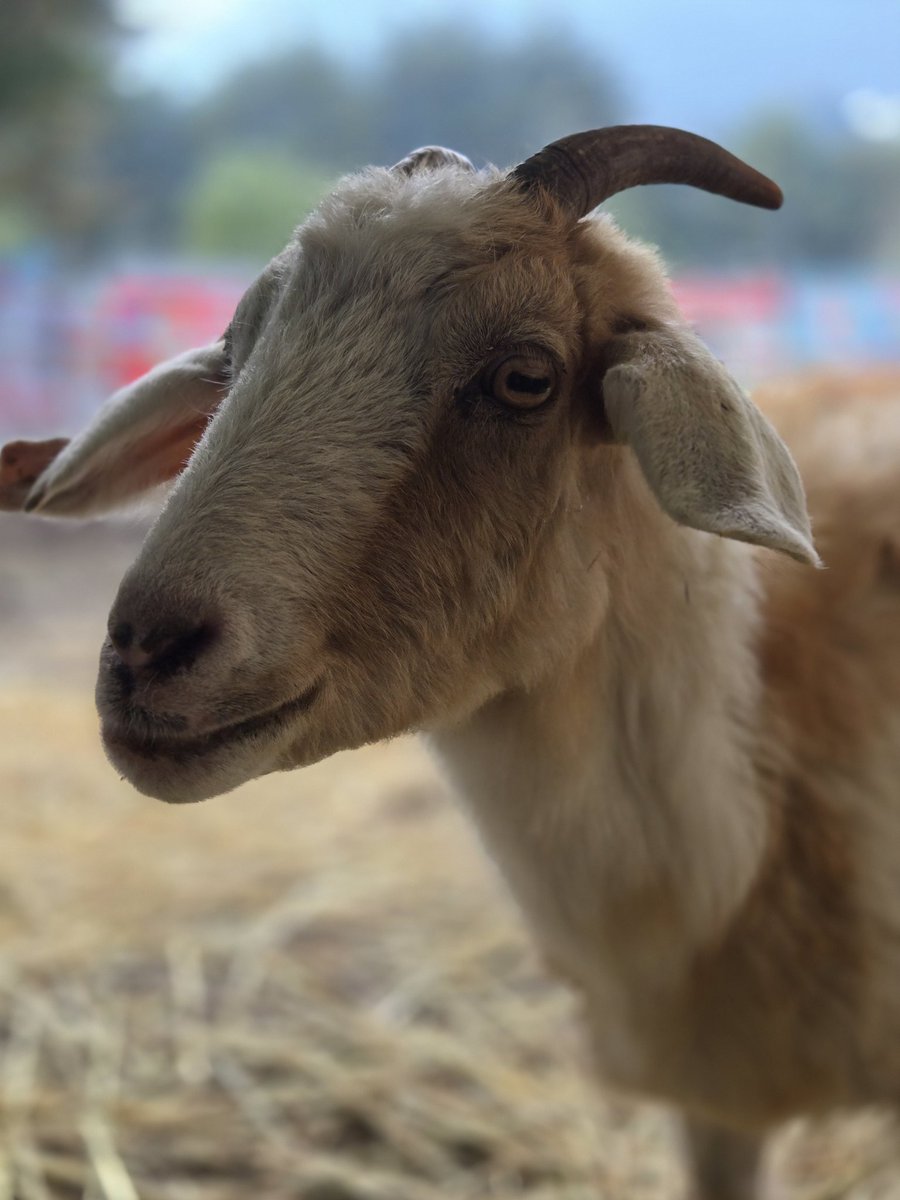 FundacionToby's tweet photo. Un día eres una niña soñando con rescatar animales y al día siguiente abrazas a tus cerditos junto a tu mejor amiga 🧡

Nunca imagine que yo podría tener una granja, es uno de los sueños más grandes de mi vida que se ha hecho realidad.

Es un honor ser parte de la familia de cada uno de ellos 🧡