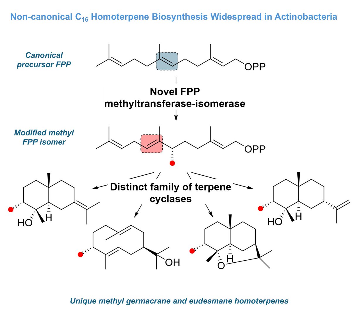 Lena Barra (@barra_lena) on Twitter photo Happy to share our first independent work just out <a href="/angew_chem/">Angewandte Chemie</a>: Natural methyl analogs of central sesquiterpenes widespread in actinobacteria! Exciting enzyme chemistry. Curious why they exist. A hidden "magic methyl effect" in the terpene world? onlinelibrary.wiley.com/doi/10.1002/an… Happy to share our first independent work just out <a href="/angew_chem/">Angewandte Chemie</a>: Natural methyl analogs of central sesquiterpenes widespread in actinobacteria! Exciting enzyme chemistry. Curious why they exist. A hidden "magic methyl effect" in the terpene world? onlinelibrary.wiley.com/doi/10.1002/an…