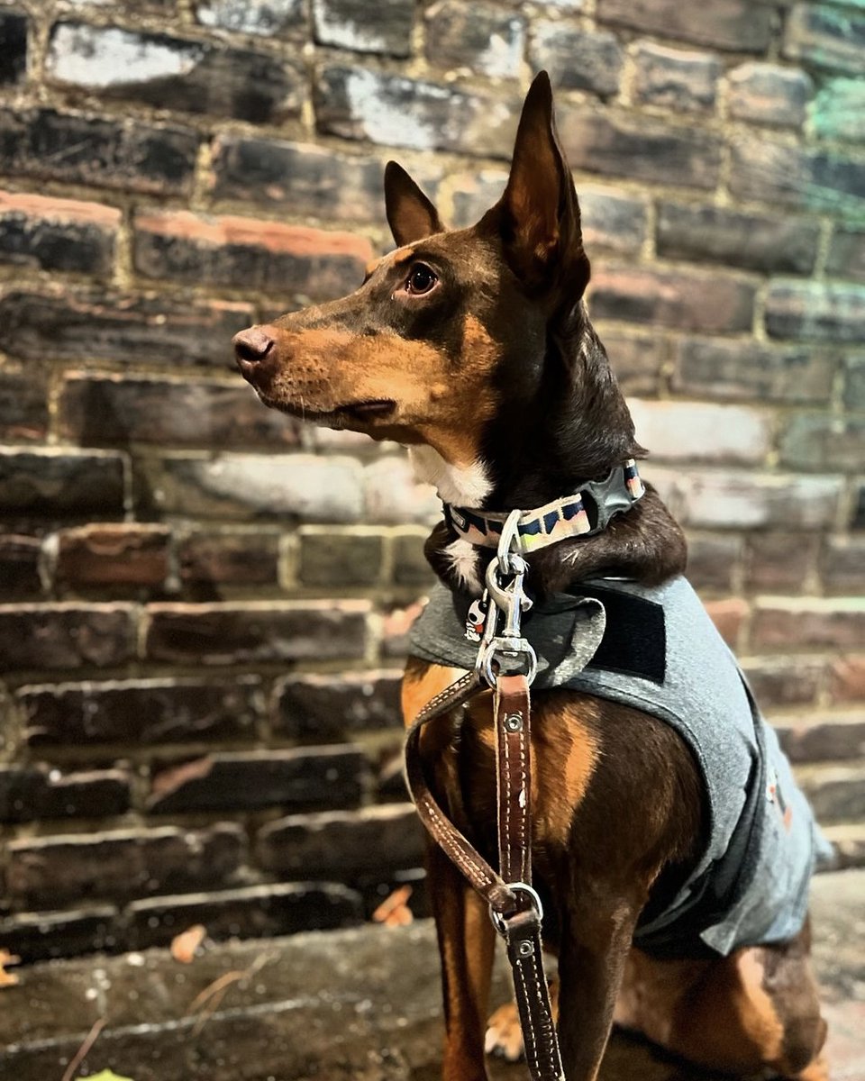 Who’s the goodest girl staying calm in her ThunderShirt? Nuba is! 😁🐶

📸: nuba.the.faux.dobe