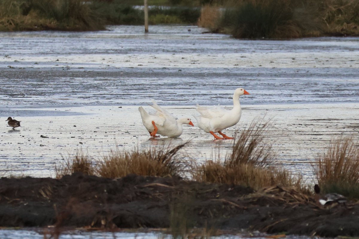 Domestic geese having a bit of bother with the ice today.
Wild cousins seemed to manage ok 🙄