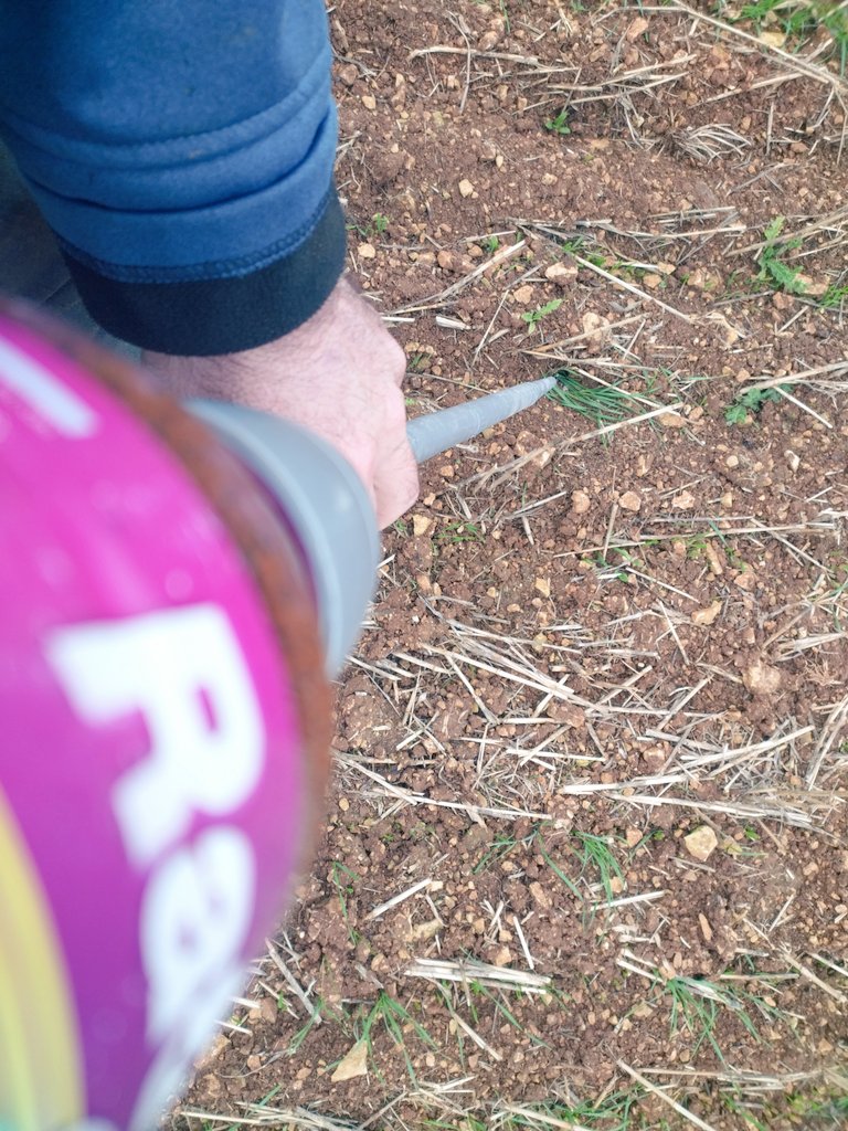 Contrainte en #ACS la gestion des mulots.
J'ai installé des perchoirs après récolte du millet, les rapaces font leur travail
Mais quand la pression est trop forte sur le blé, je localise du raticide dans quelques trous.