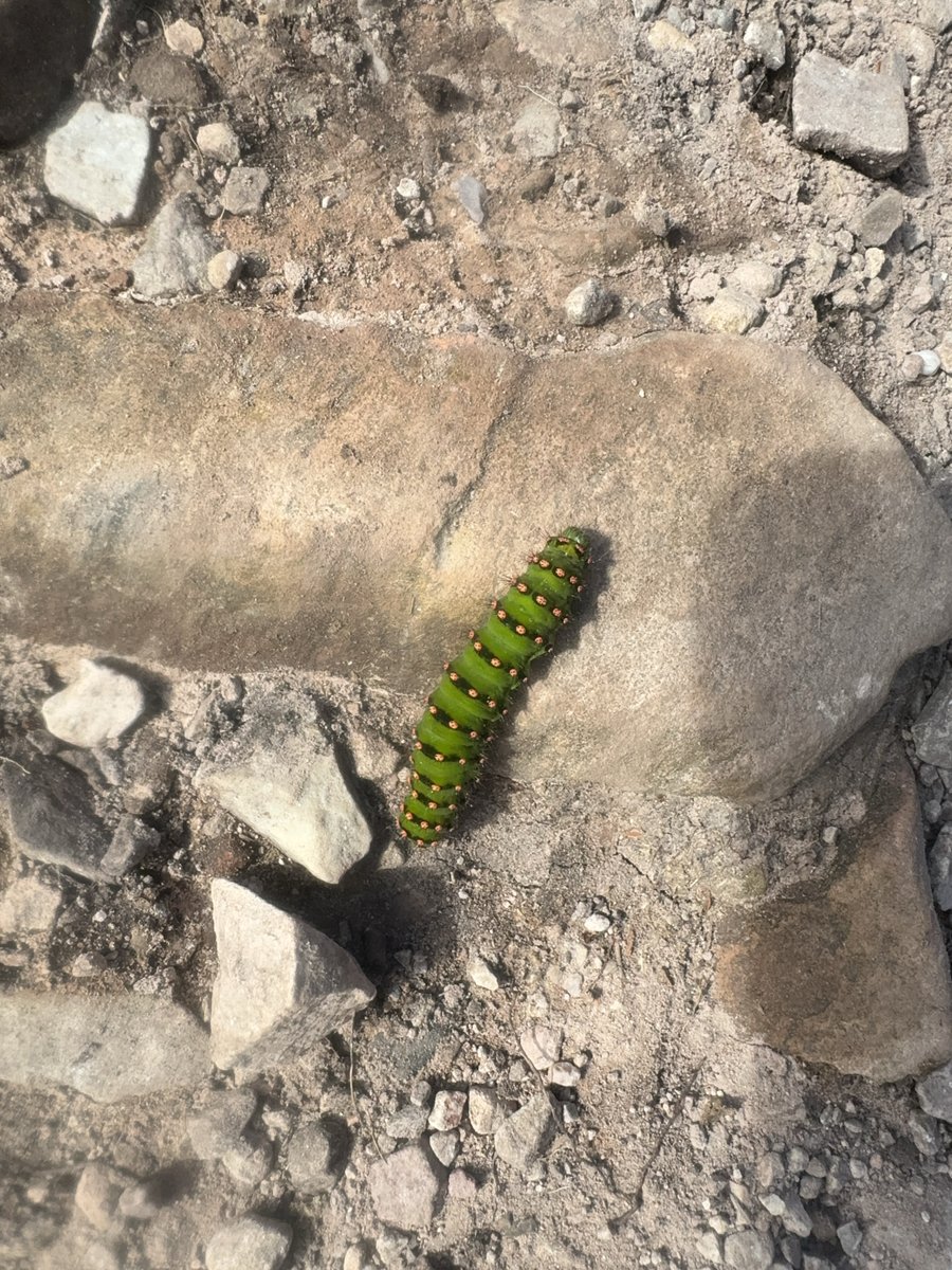 OutClassScot's tweet image. Small emperor moth larva