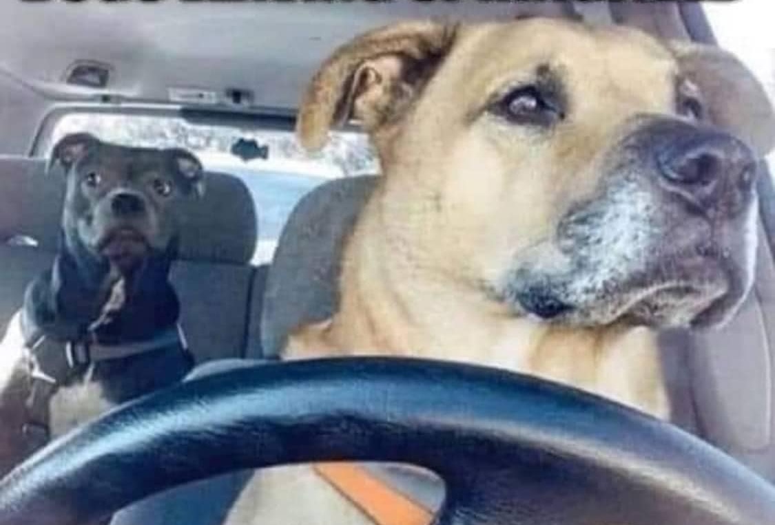 According to a study I made up, those who like my books are happier, more intelligent, and better looking than those who don’t. amazon.com/author/sarahpa…