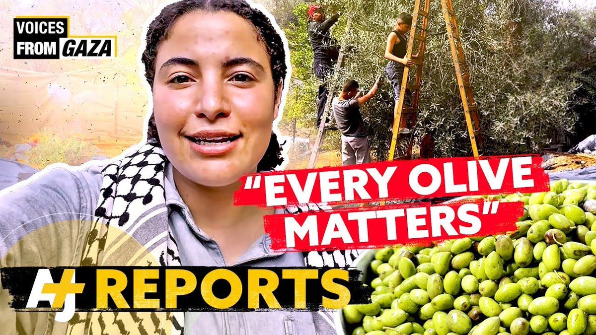 Right now the olive harvest is happening in occupied Palestine 🇵🇸  "After all, I feel so relieved. I feel that I am connected to my land. I am in Gaza. I am in Palestine." 
- Bisan 
buff.ly/3V2a7qt