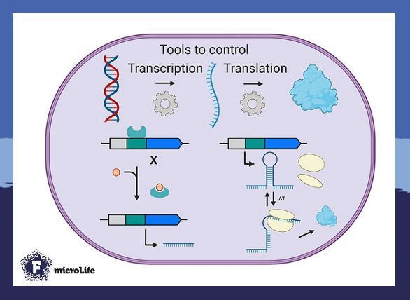 microLife (@microlifejrnl) on Twitter photo 🧬 Exciting advances in #archaeal #genetics! 🧬
<a href="/SchmitzStreits/">SchmitzStreitLab</a> lab unveils powerful tools for inducible gene expression in M. mazei:
- TetR/TetO knockdown of sRNA154 🧬
- 1st RNA thermometer in archaea🌡️
- TMA-inducible expression
- New selection marker
academic.oup.com/microlife/arti… 🧬 Exciting advances in #archaeal #genetics! 🧬
<a href="/SchmitzStreits/">SchmitzStreitLab</a> lab unveils powerful tools for inducible gene expression in M. mazei:
- TetR/TetO knockdown of sRNA154 🧬
- 1st RNA thermometer in archaea🌡️
- TMA-inducible expression
- New selection marker
academic.oup.com/microlife/arti…