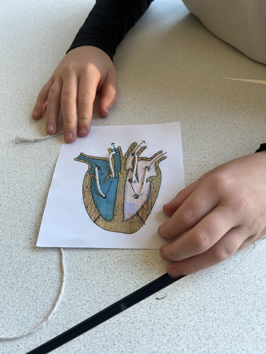 CarltonBolling's tweet photo. As part of their science topic students from @ThorpeBradford exploring the heart and circulation system by dissecting a real heart! They even got to meet Steve the skeleton #ambtion #excellenceforall #CurriculumScience https://t.co/wQz8zcWFIP