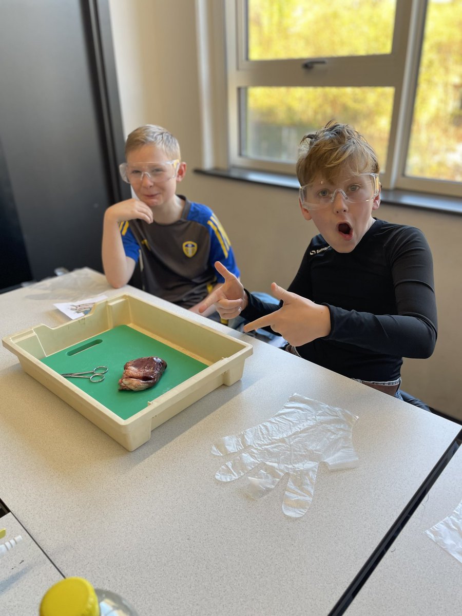 CarltonBolling's tweet photo. As part of their science topic students from @ThorpeBradford exploring the heart and circulation system by dissecting a real heart! They even got to meet Steve the skeleton #ambtion #excellenceforall #CurriculumScience https://t.co/wQz8zcWFIP