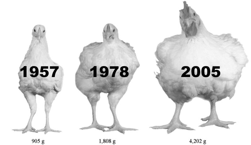 chrisboettcher9's tweet photo. The average weight of a chicken over time:

BCE - 900 grams
1960 - 900 grams
1980 - 2,000 grams
2023 - 4,500 grams

Why?

Chickens have been genetically manipulated to produce the most meat for the least cost.

To avoid this, source your meat locally and from free-range farms. https://t.co/kGIhGiTKlv
