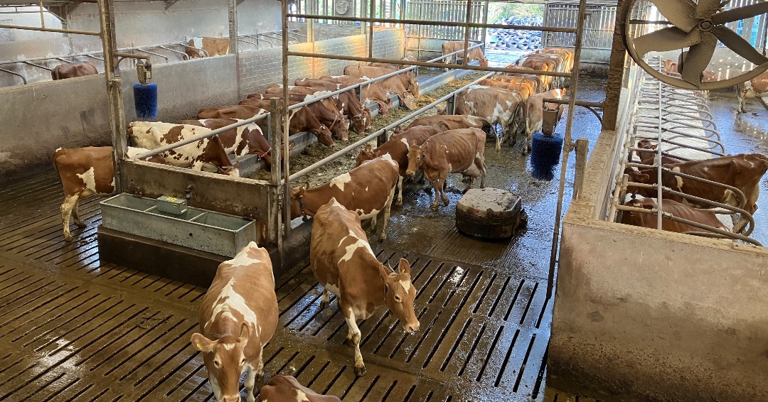 Braved the chill this morning filming on a few local dairy farms!  Amazing to see our young, enterprising farmers championing the iconic Guernsey breed and protecting our island’s precious habitat. Stay tuned for more! 🐮🥛🚜