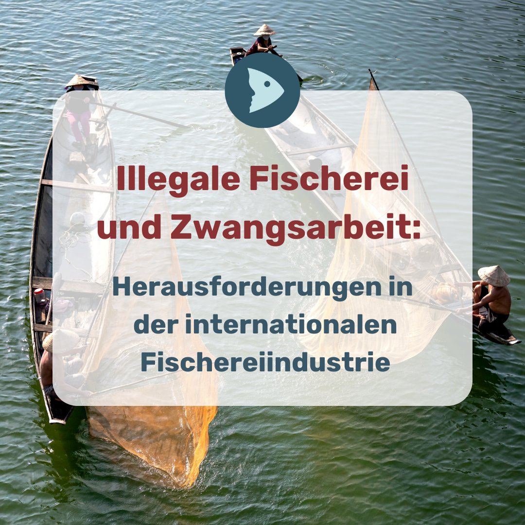 fair-fish tweet media