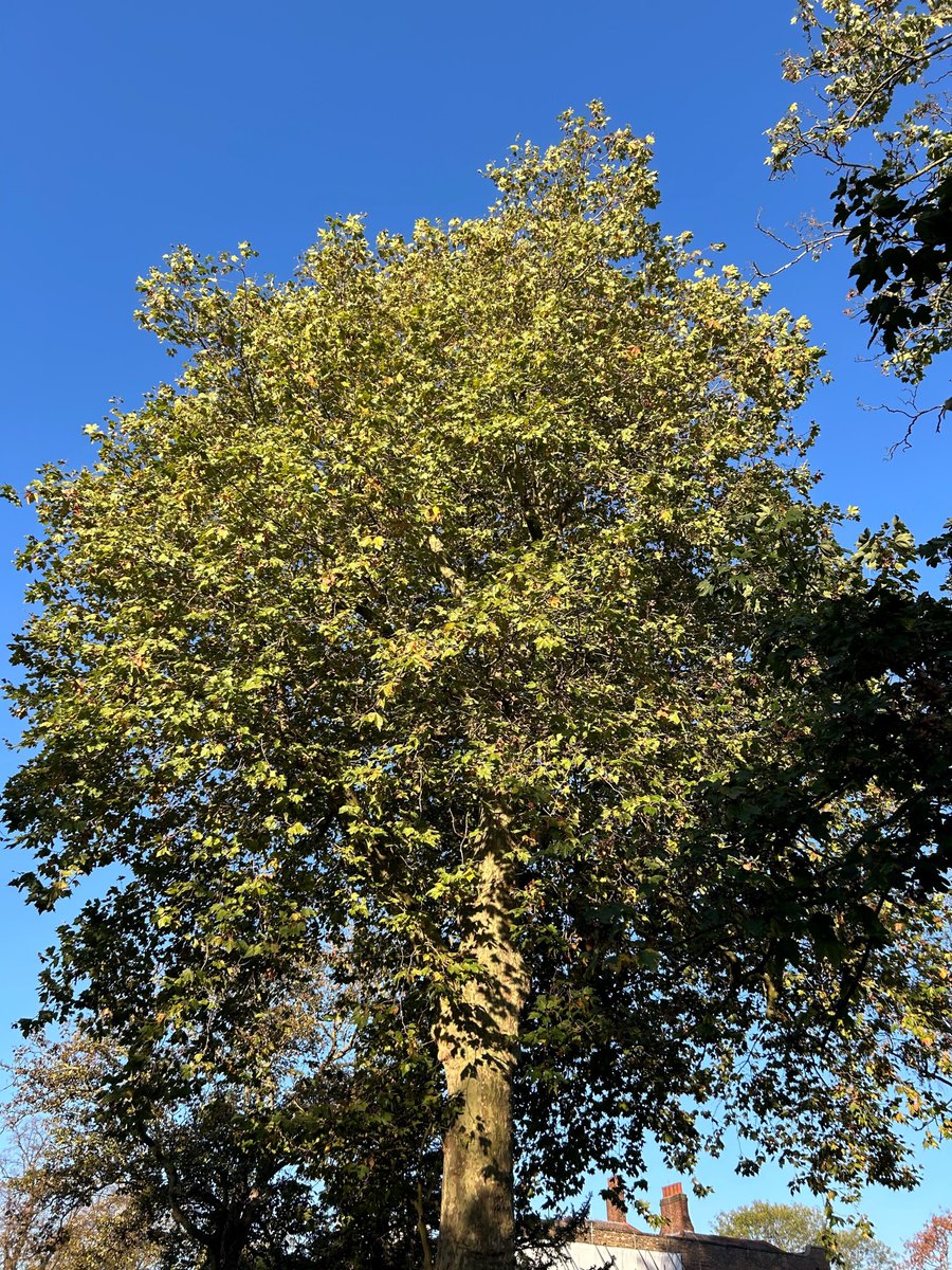BruceCastleMuseum (@brucecastlemus) on Twitter photo Make sure to join us at Bruce Castle THIS SUNDAY for an afternoon with our friends from Tottenham Trees!
🗓Sunday 24 November
🕓2pm to 4.45pm
📍N17 8NU
brucecastle.org/events
<a href="/haringeycouncil/">Haringey Council</a> <a href="/TottenhamTrees/">TottenhamTrees</a> Make sure to join us at Bruce Castle THIS SUNDAY for an afternoon with our friends from Tottenham Trees!
🗓Sunday 24 November
🕓2pm to 4.45pm
📍N17 8NU
brucecastle.org/events
<a href="/haringeycouncil/">Haringey Council</a> <a href="/TottenhamTrees/">TottenhamTrees</a>
