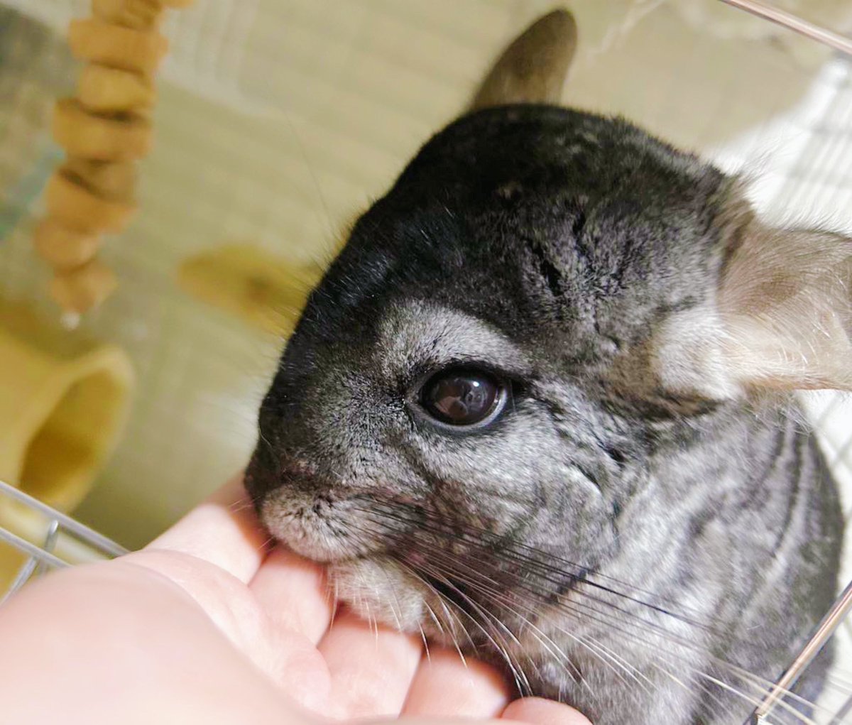 uutu0031's tweet photo. #ニート部配信中

チンチラちゃんです(  . .)" https://t.co/j2Tnz9vwXs